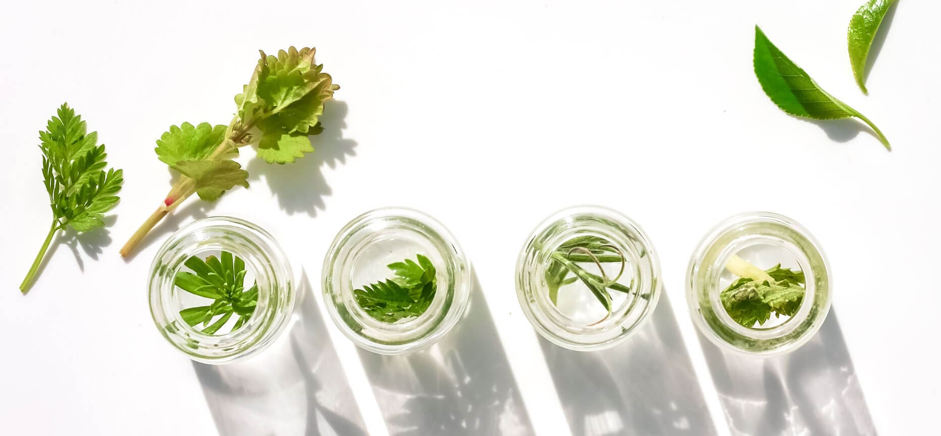 Love from Nature, Backed by Science Image